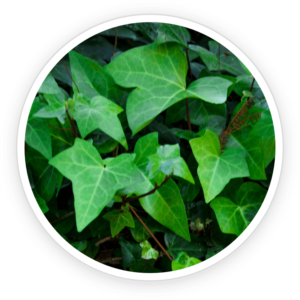 Ivy Extract