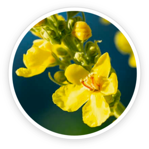 Mullein Extract