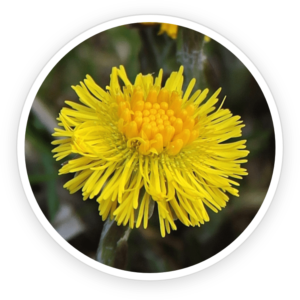 Coltsfoot Extract